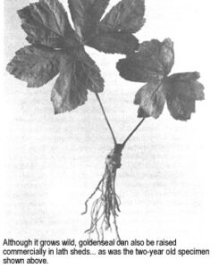 Wildcrafting Herbs: Harvesting Medicinal Plants Image